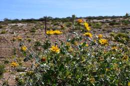 Image of Berkheya fruticosa (L.) Ehrh.