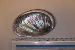 Image of many-colored abalone