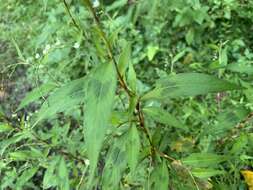 صورة Persicaria pubescens (Bl.) Hara