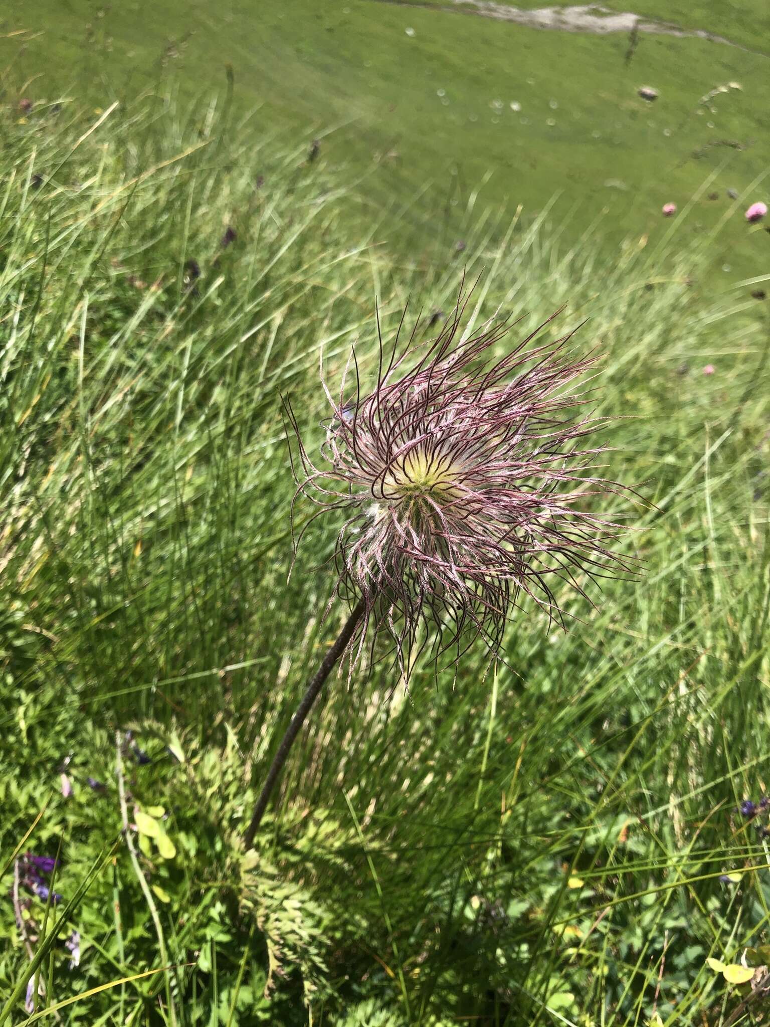 Image of Pulsatilla aurea (N. Busch) Juzepczuk