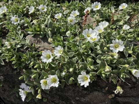 Image of Cerastium latifolium L.