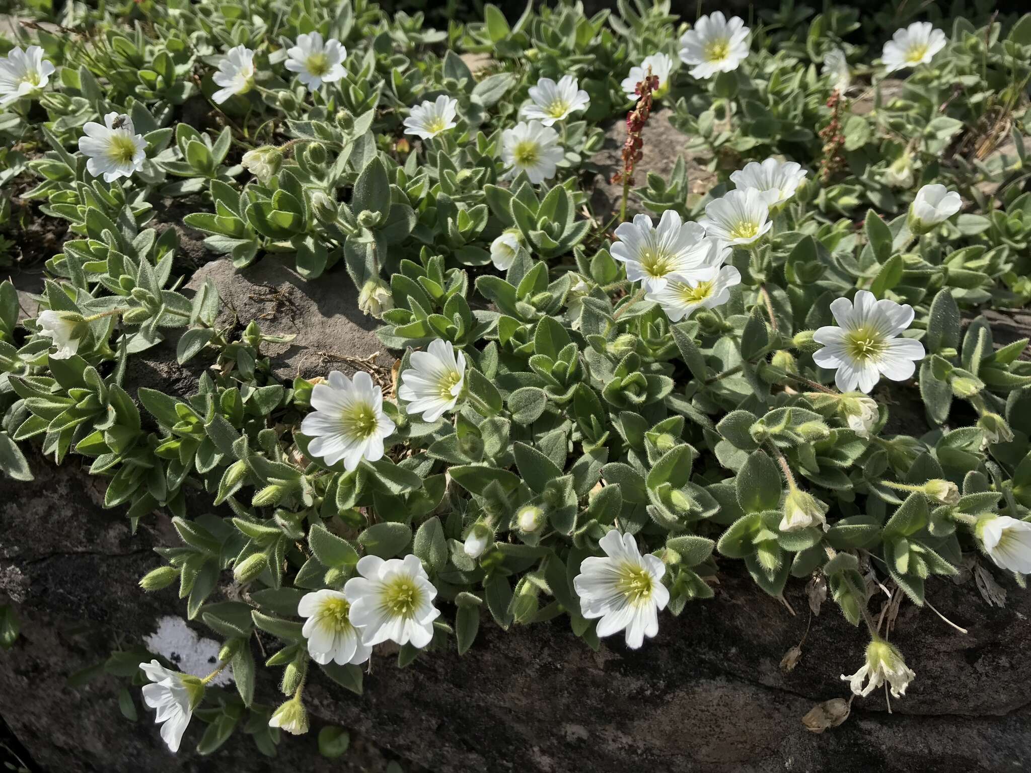 صورة Cerastium latifolium L.