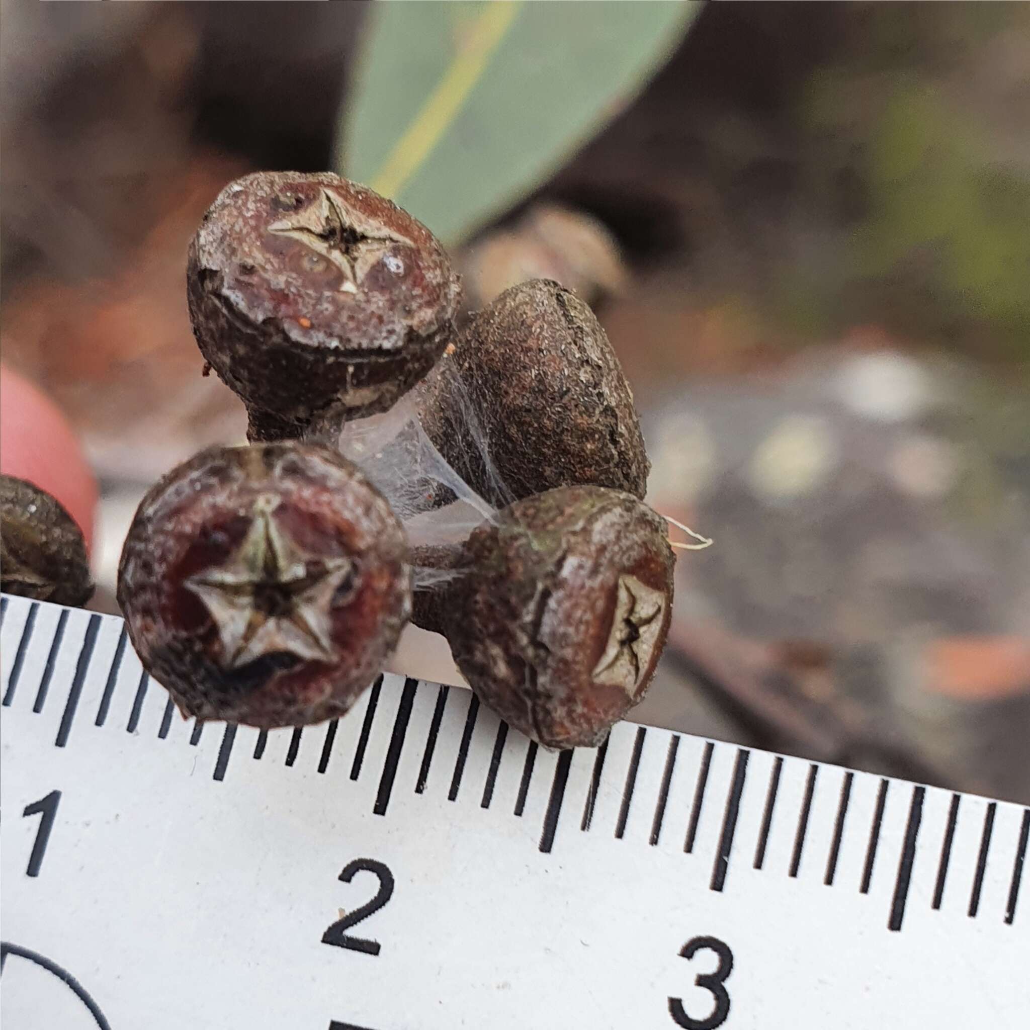 Image of Eucalyptus umbra F. Müll. ex R. T. Baker