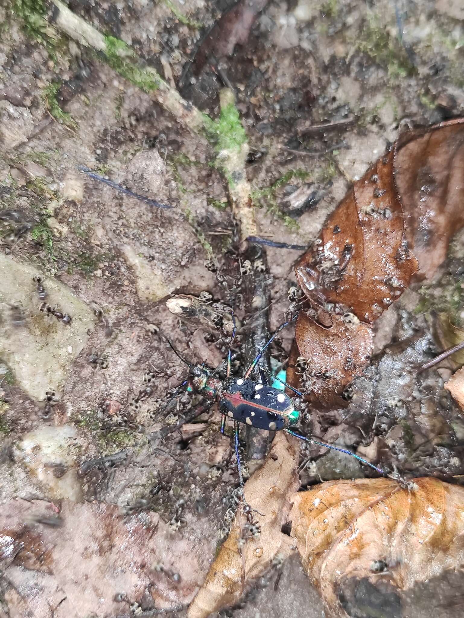 Image of Cicindela (Cosmodela) separata Fleutiaux 1894