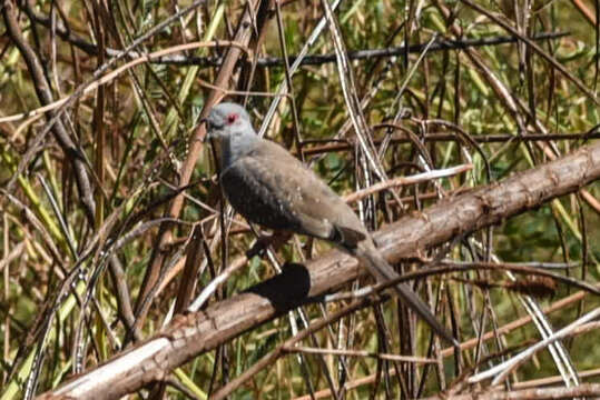 Image of Diamond Dove