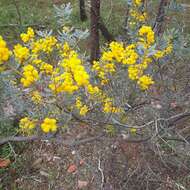 Image of graceful wattle