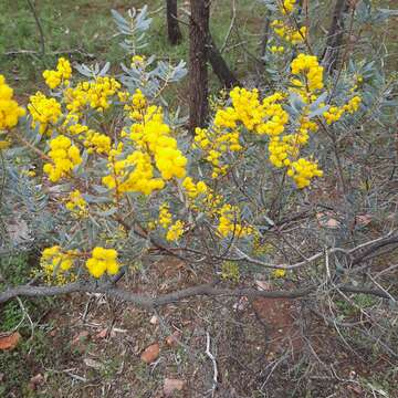 Acacia decora Rchb. resmi