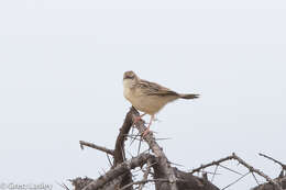 Cisticola chiniana (Smith & A 1843) resmi