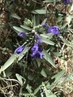 Image of Gray-Leaf Skullcap