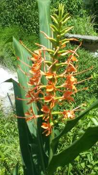 Image of Hedychium coccineum Buch.-Ham. ex Sm.