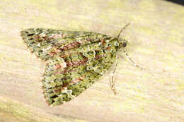 Image of red-green carpet