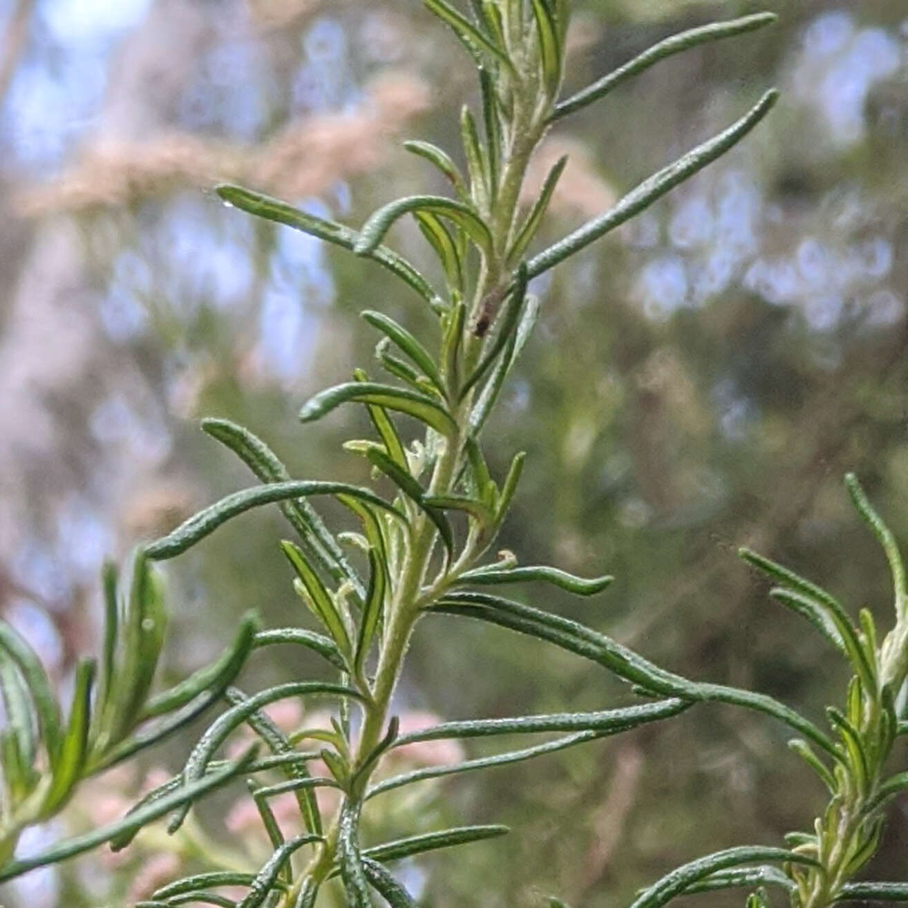 Image of Cassinia aculeata (Labill.) R. Br.