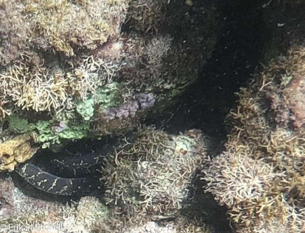 Image of Chain Moray Eel