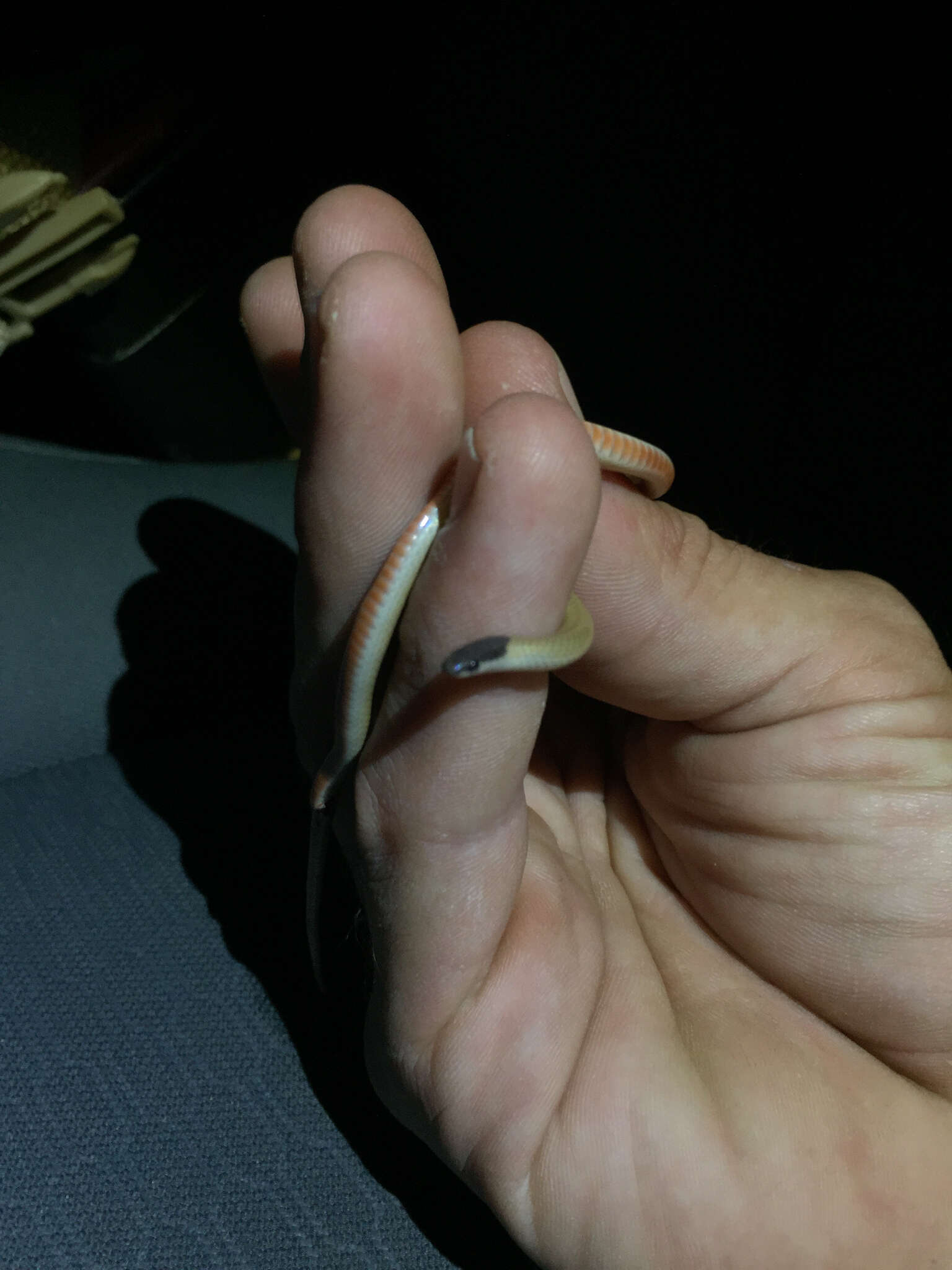 Image of Southwestern Blackhead Snake