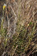 صورة Erigeron reductus var. angustatus (A. Gray) G. L. Nesom