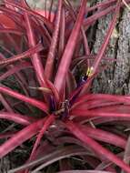 Imagem de Tillandsia brachycaulos Schltdl.