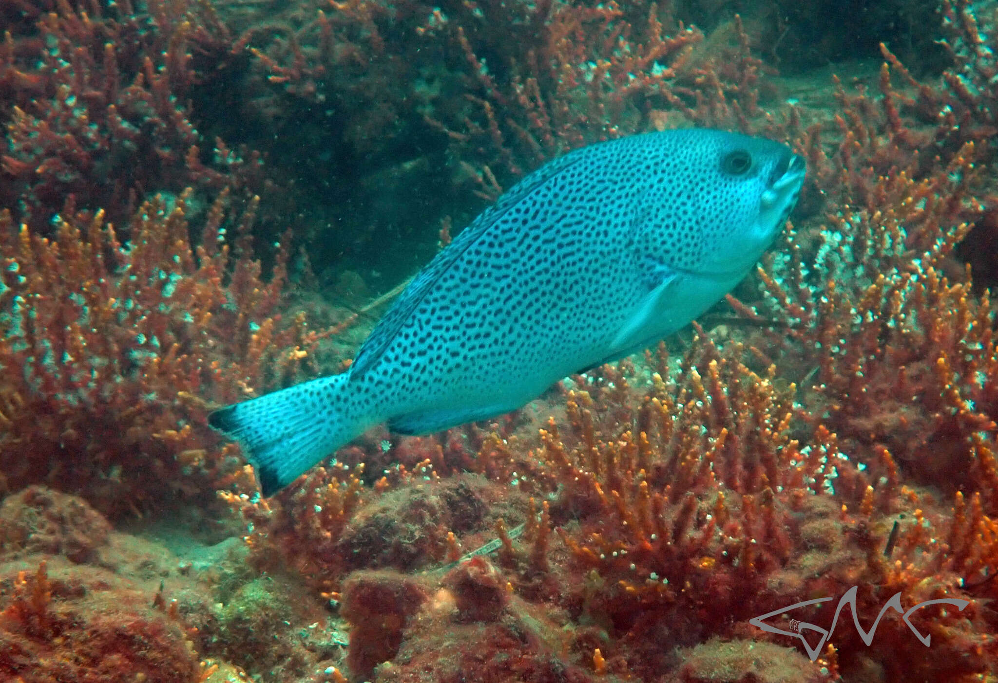 Image de Loche Bleue