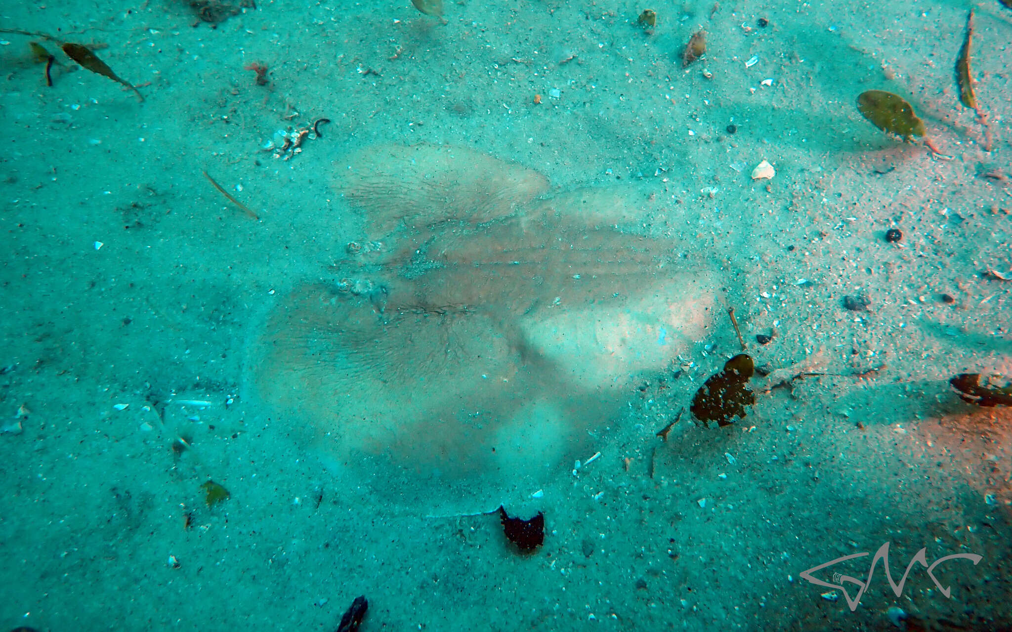 Image of coffin rays