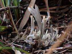 Image of Clavulina tasmanica (Berk. ex Cooke) Corner 1950