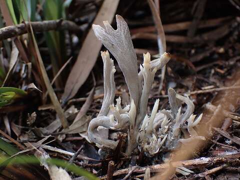 Image of Clavulina tasmanica (Berk. ex Cooke) Corner 1950