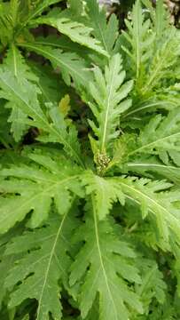 Image of Argyranthemum pinnatifidum subsp. pinnatifidum