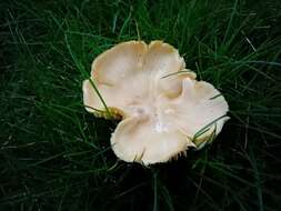 Image of Hygrocybe quieta (Kühner) Singer 1951