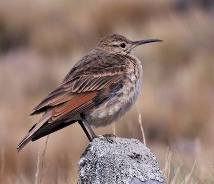 Image of Slender-billed Miner