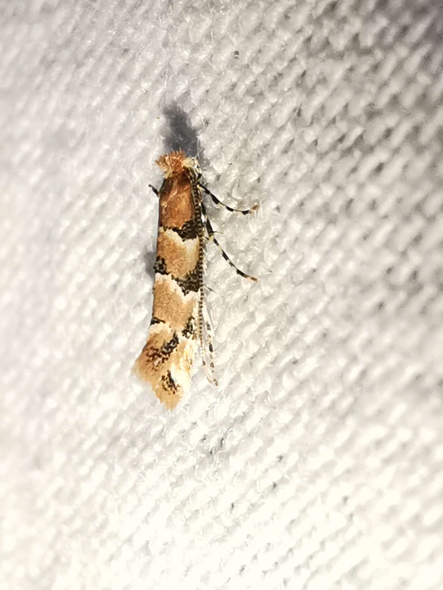 Image of Phyllonorycter trifasciella (Haworth 1828)