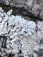 Image of shield lichen