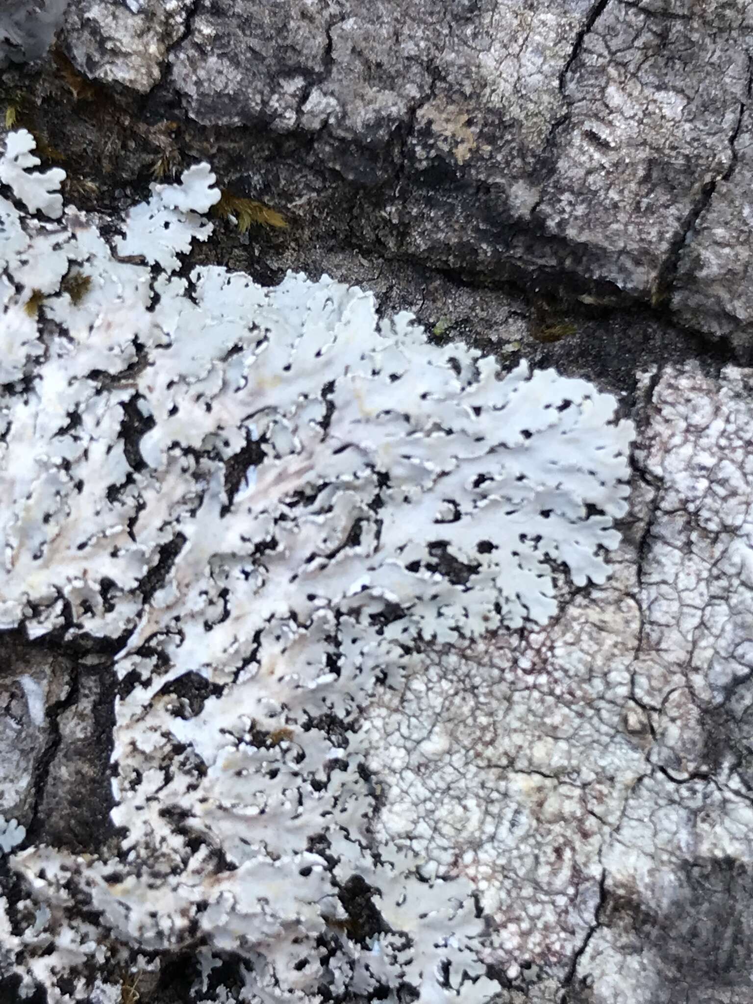 Image of shield lichen