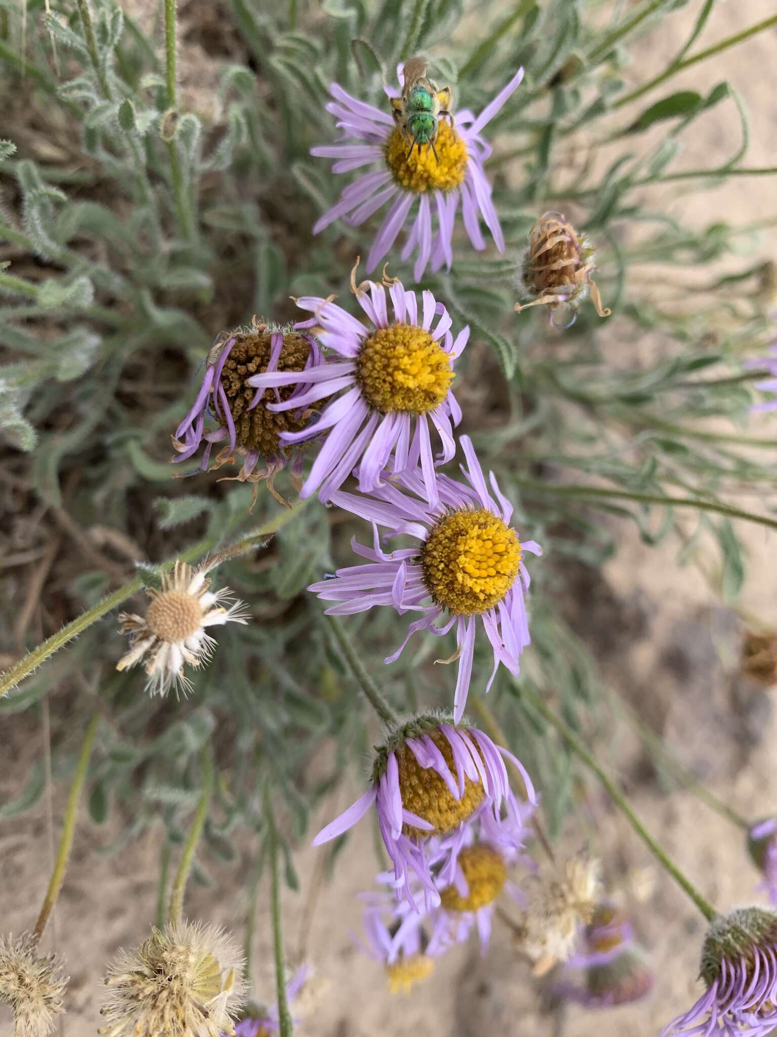 Imagem de Erigeron poliospermus A. Gray