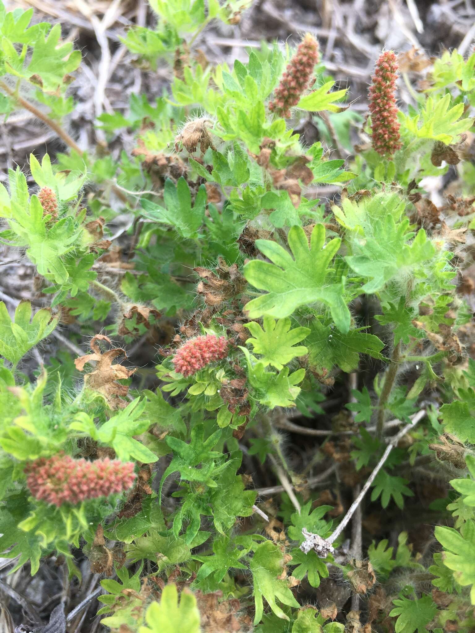 Imagem de Acalypha radians Torr.