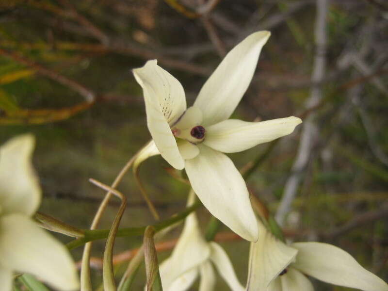 Image de Disa schlechteriana Bolus