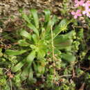 Image of Stylidium articulatum R. Br.