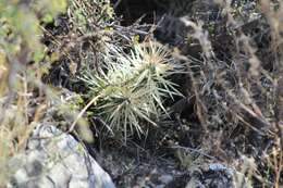 Image of thistle cholla