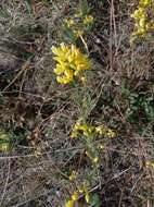 Image de Linaria biebersteinii Besser