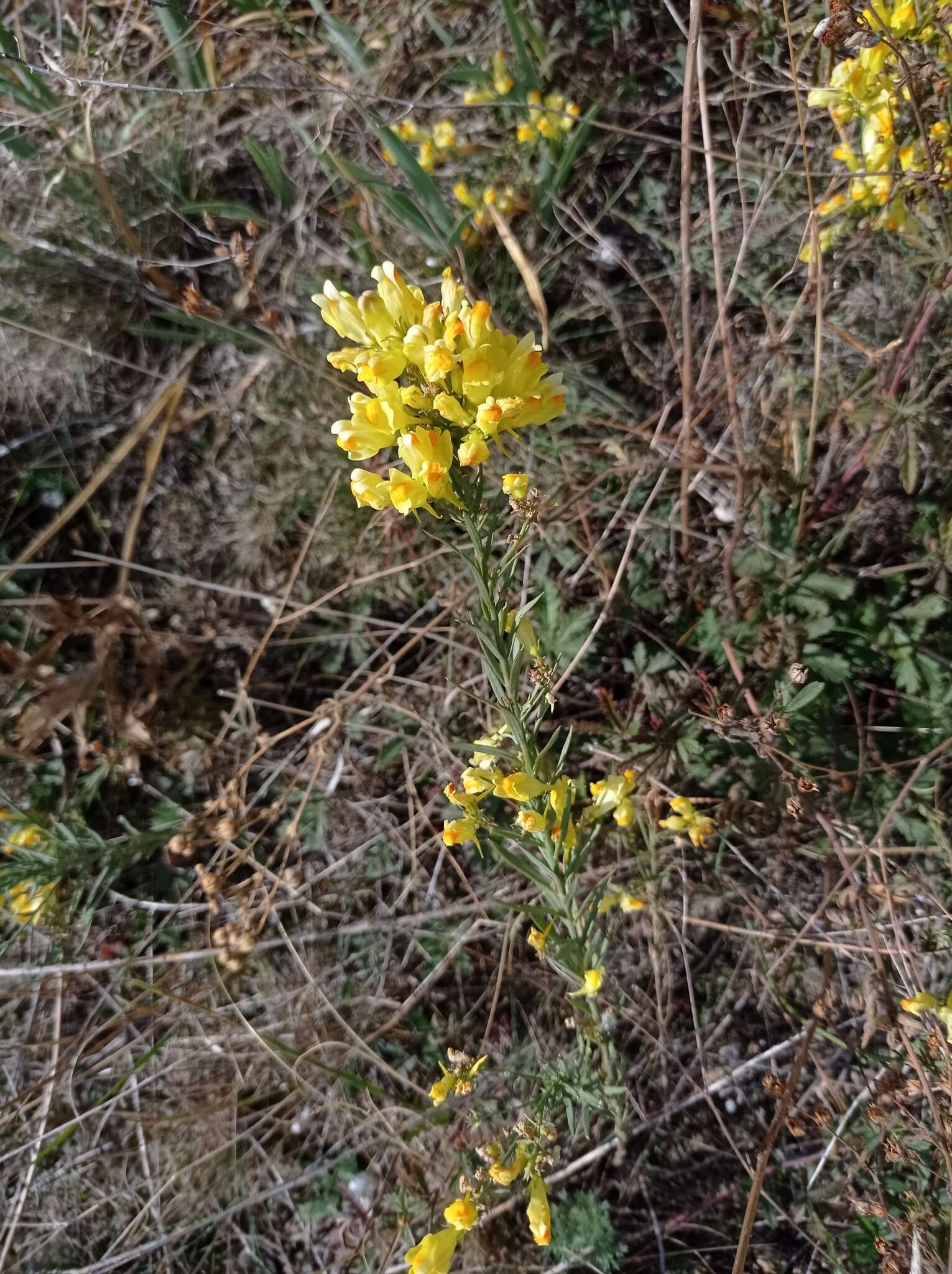 Plancia ëd Linaria biebersteinii Besser