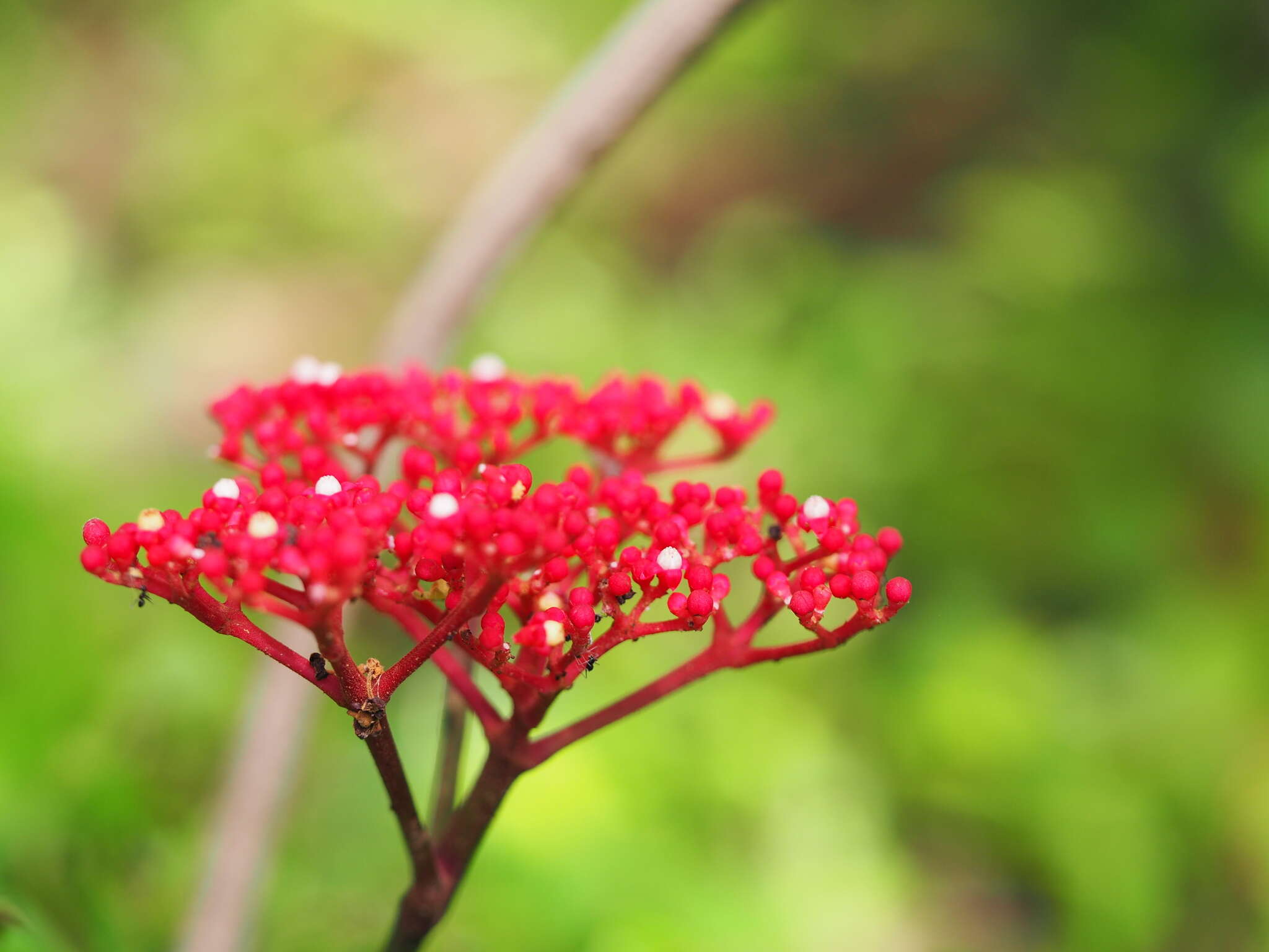 Leea rubra Bl. resmi