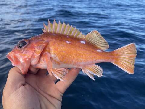 Image of Rosy rockfish