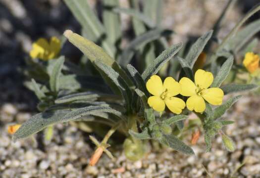 Image of Camissoniopsis pallida (Abrams) W. L. Wagner & Hoch