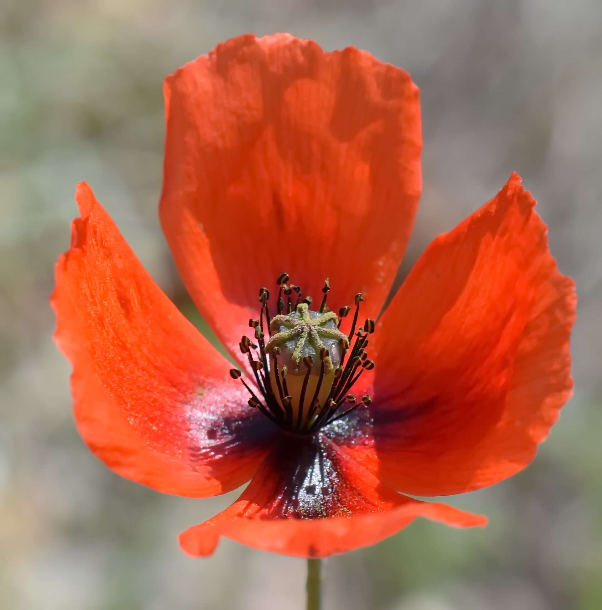 Image of Papaver laevigatum M. Bieb.