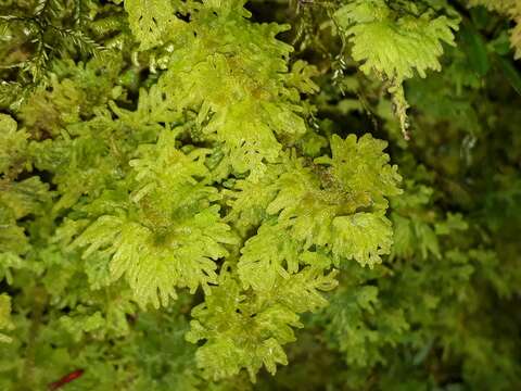 Image of Trichocolea mollissima (Hook. fil. & Taylor) Gottsche