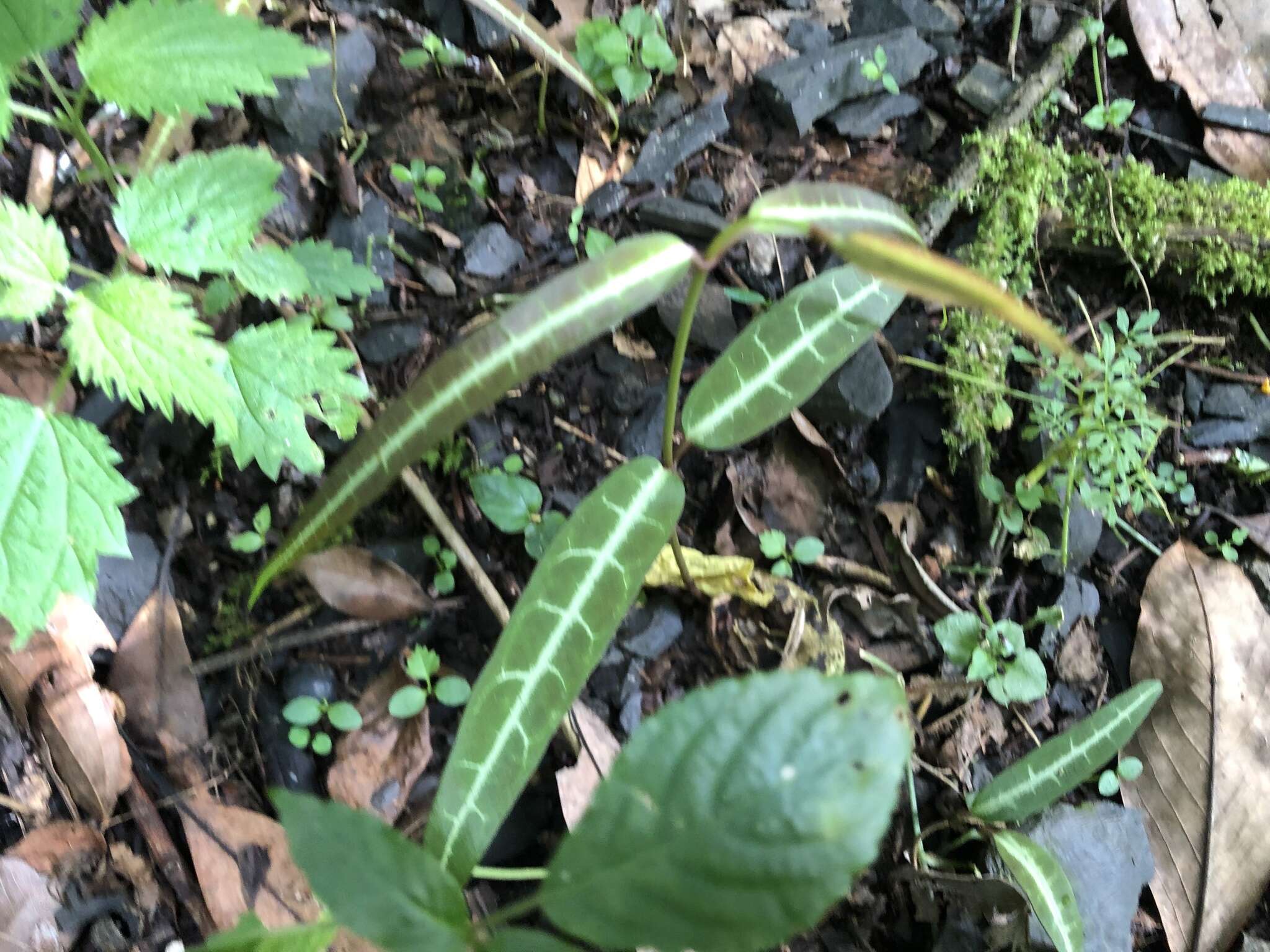 Imagem de Gardneria multiflora Makino