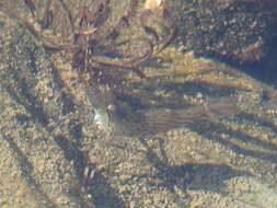 Image of dock shrimp