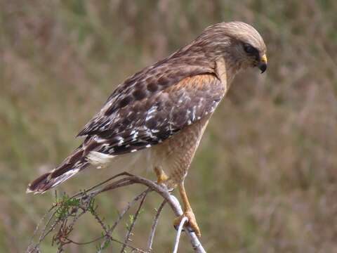 Image of Buteo lineatus extimus Bangs 1920