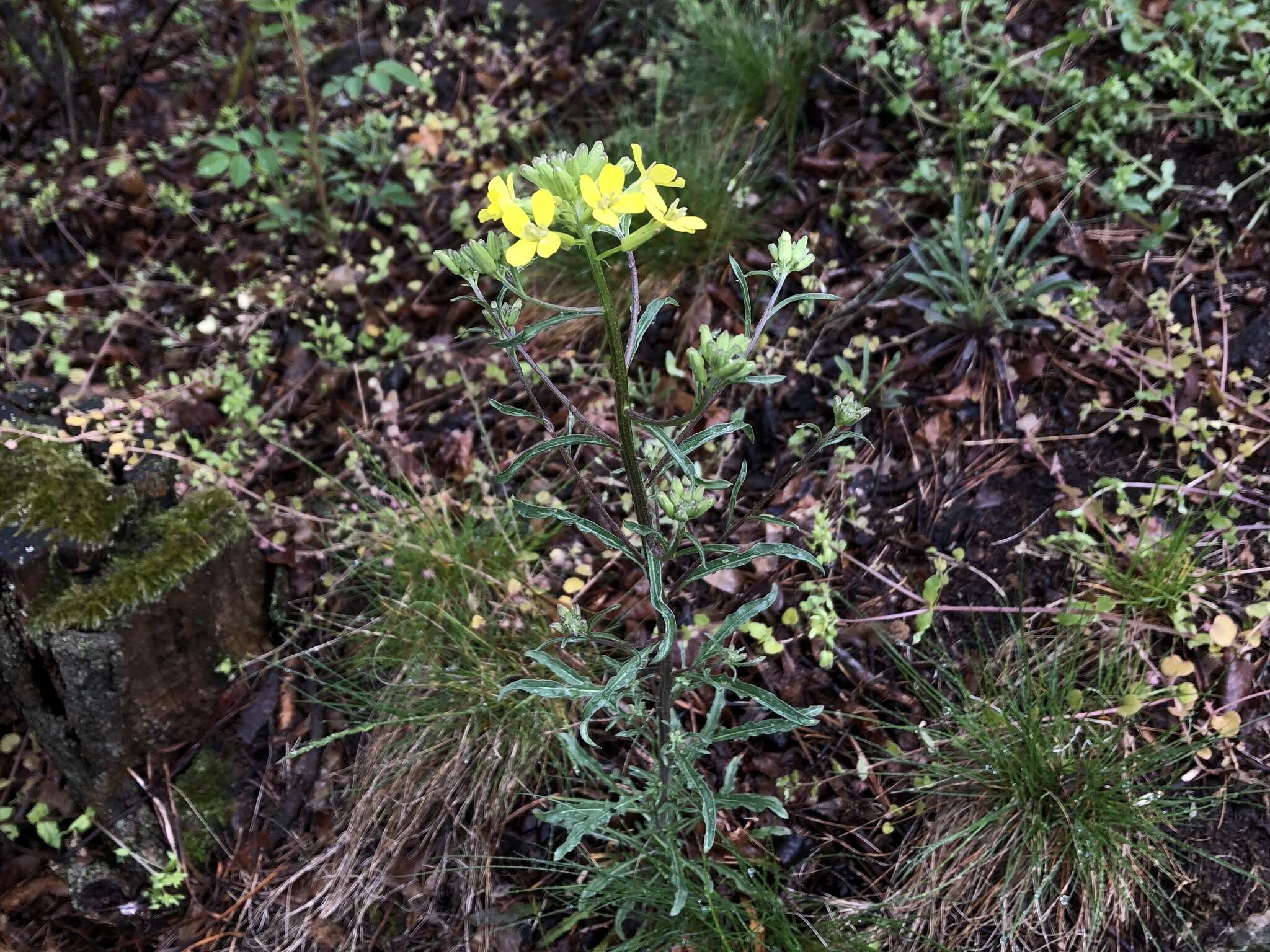 Image of Erysimum crepidifolium Rchb.