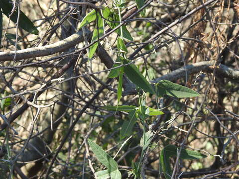 Image of Passiflora gibertii N. E. Brown