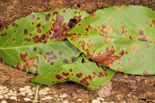 Image of Blumeriella jaapii (Rehm) Arx 1961