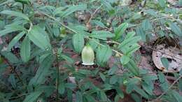 Image of Blinkworthia lycioides Choisy