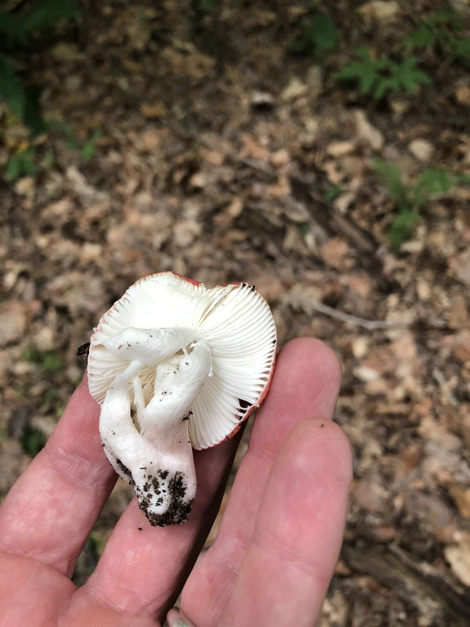 Image of Russula silvicola Shaffer 1975